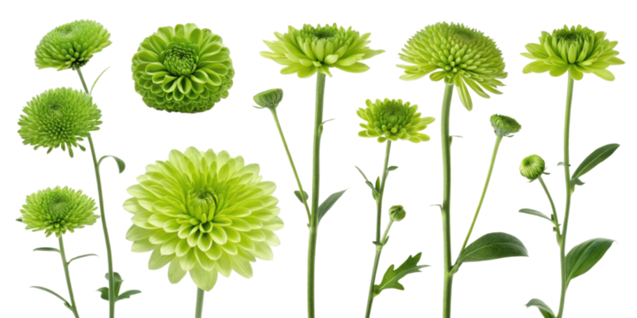 Green flowers in various shapes and sizes, showcasing vibrant hues and intricate details, perfect for floral arrangements and decorations