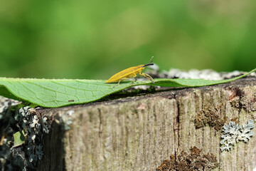A Weevil, Lixus iridis, on a post at the edge of a reed bed.