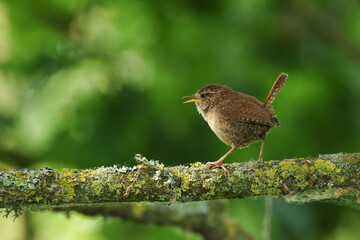 A singing Wren, Troglodytes troglodytes, perching on a branch of a tree,