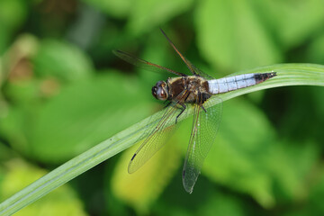 A Scarce Chaser Dragonfly, Libellula fulva, resting on a Reed.