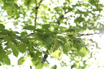 Beautiful tree crown with green leaves as background, closeup