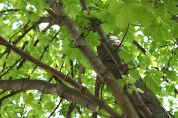 Beautiful tree crown with green leaves as background, low angle view