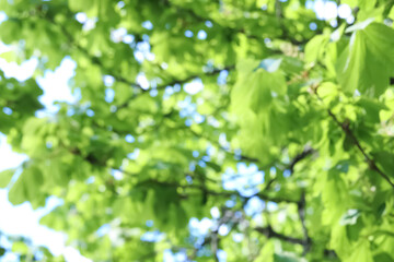 Blurred view of beautiful tree crown, closeup