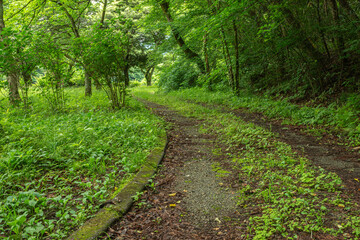 群馬県みどり市の東宮公園で撮影された、森林に囲まれた緑豊かな散策路。柔らかな自然光と新緑が広がる、春から初夏にかけての穏やかな風景。森林浴やハイキング、背景素材にも最適。


