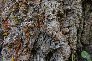Porous tree bark as a texture background. Multicolored tree bark. Old tree bark.