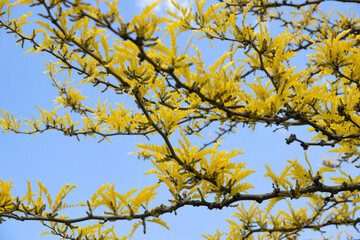 Golden leaves bloom on a tree in spring. Dark tree branches and yellow leaves on a blue sky background. Desktop wallpaper or various backgrounds.