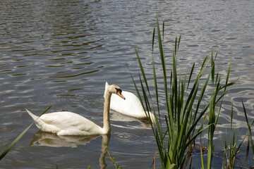 A pair of swans on a lake, close-up. The mute swan is a large waterfowl with a long neck and a...