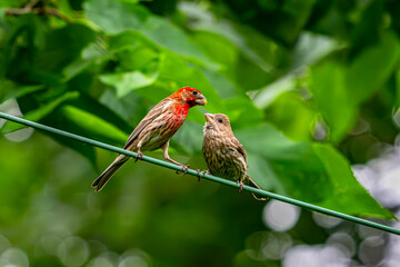 Mama feeding juvenile finch