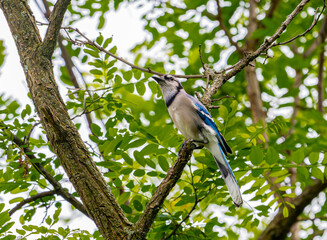 Blue jay perched in tree