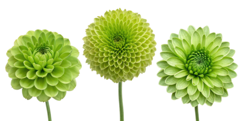 Three vibrant green flowers with intricate petals showcase natural beauty and elegance, perfect for floral arrangements or decorations