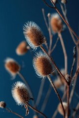 Brown thistle plants with soft, spiky textures are highlighted against a deep blue background, showcasing natural beauty and intricate details of flora in a serene environment