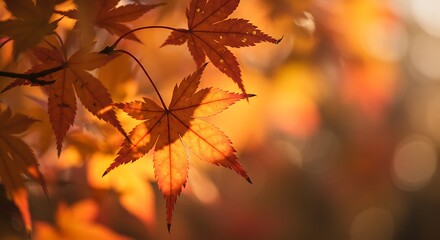 Autumn Maple Leaves in Golden Light