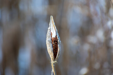 Milkweed in Fall.