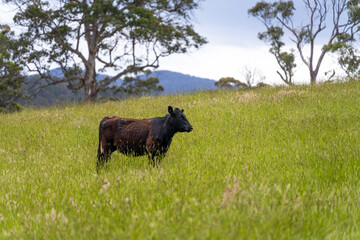 wagyu angus cows Mixed Herd of Healthy Beef Cattle Grazing on Lush Green Pasture. Regenerative Sustainable Australian Agriculture, Responsible Livestock Farming, and Natural Environment in Australia