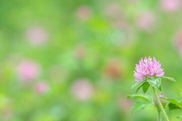 Obraz premium 雨露を纏うムラサキツメクサ（レッドクローバー）の花をマクロ撮影 みどり市の初夏を彩る瑞々しいピンクの野草と柔らかな玉ボケ背景 