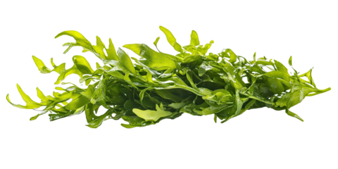 Fresh seaweed salad delicious green marine vegetables healthy Asian cuisine  isolated on white transparent background