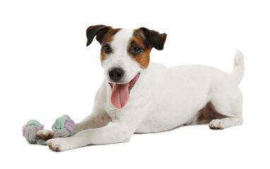 Cute dog playing with toy on white background. Lovely pet