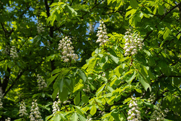 Chestnut tree branches with full bloom in sunlight