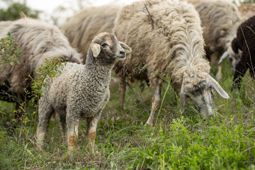 Close Up Portrait of a Sheep on a Farm in Green Pasture.