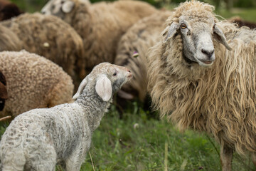 Close Up Portrait of a Sheep on a Farm in Green Pasture.