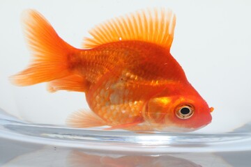 Gold fish swimming in aquarium with clean water on white background, closeup