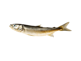 Fresh small fish aquatic animal silverside isolated transparent background detailed close up