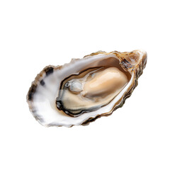 Harvesting fresh oysters coastal shoreline food photography natural setting close-up view culinary delight