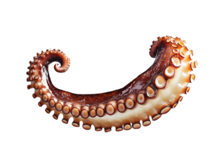 Close up of curled octopus tentacle gourmet seafood isolated transparent background