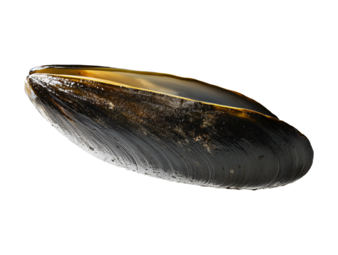 Close up of a Single Raw Mussel Shell Dark Background Seafood Ingredient