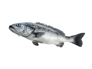 Fototapeta premium Fresh silver sea bass fish isolated transparent background seafood aquatic life ocean underwater
