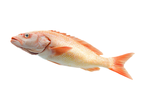 Fresh red snapper fish isolated transparent background seafood aquatic life ocean wildlife