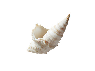 Elegant seashell detailed close up of a unique spiral shell isolated transparent background