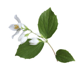 Branch with beautiful jasmine flowers and green leaves isolated on white