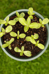 Close-up of vibrant green seedlings sprouting in a pot, healthy plant growth.