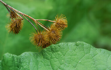 Trockene Blütenstände der Kletten (Arctium) 