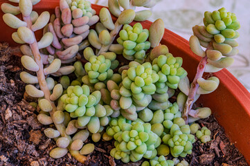 Sedum morganianum: donkey tail plant