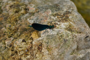 Schmetterling ruht sich aus