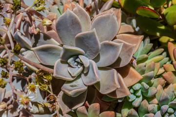 Spectacular photos of succulent plant Echeveria