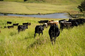 herd of cows in a field grazing on green lush pasture. Expansive Australian Farm Landscape with a dam, Trees, and Distant Grazing Livestock. Rural Agriculture and Sustainable Land Management australia