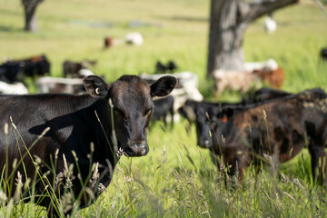 wagyu angus cows Mixed Herd of Healthy Beef Cattle Grazing on Lush Green Pasture. Regenerative...