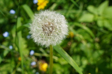 Pusteblume am Wegesrand