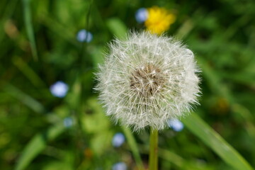 Obraz premium Pusteblume am Wegesrand