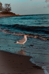 Seagulls on the beach