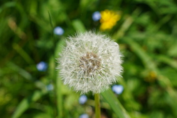 Pusteblume am Wegesrand