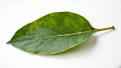 Obraz premium Fresh Green Bay Leaf Isolated on Bright White Background