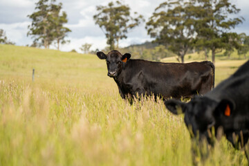 wagyu angus cows Mixed Herd of Healthy Beef Cattle Grazing on Lush Green Pasture. Regenerative...