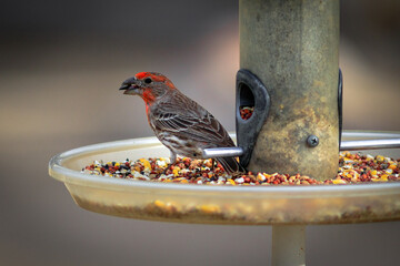bird eating seed