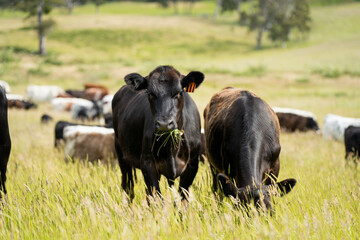 wagyu angus cows Mixed Herd of Healthy Beef Cattle Grazing on Lush Green Pasture. Regenerative...
