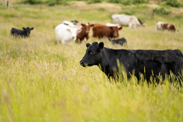 wagyu angus cows Mixed Herd of Healthy Beef Cattle Grazing on Lush Green Pasture. Regenerative...