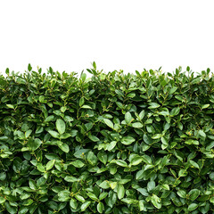 Lush Green Hedge Perfect for Landscaping Designs isolated on transparent background